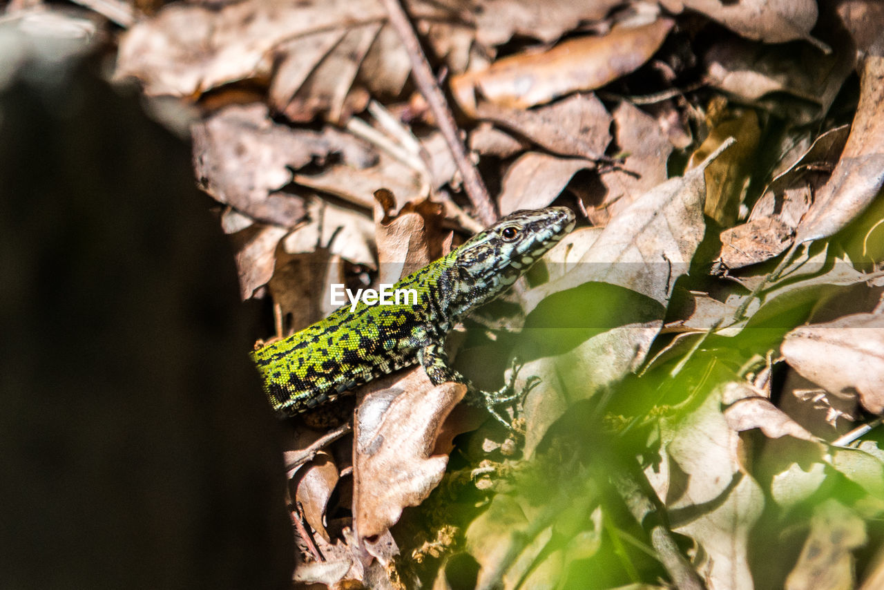 High angle view of lizard on dry leaves