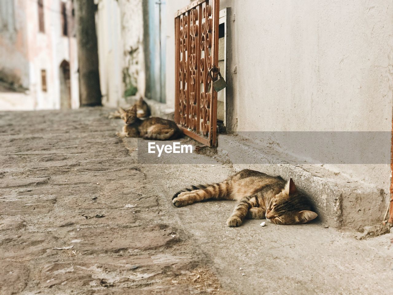 CAT SLEEPING BY DOG