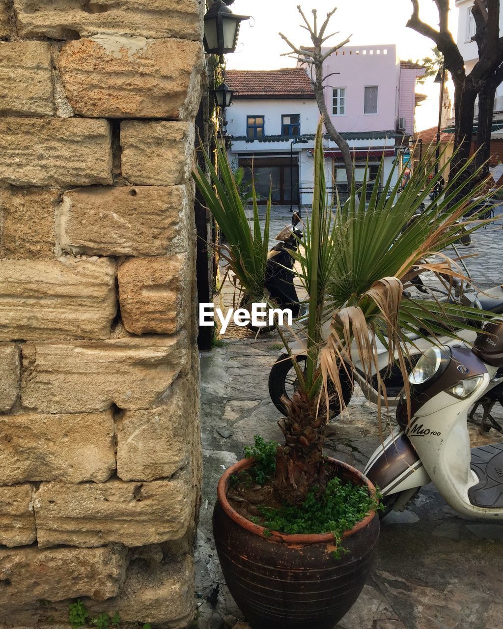 POTTED PLANTS BY HOUSE AGAINST TREES