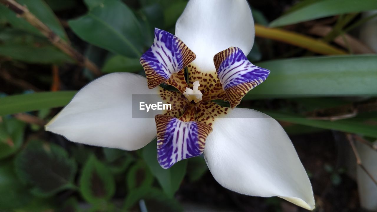 CLOSE-UP OF WHITE IRIS FLOWER ON LEAF