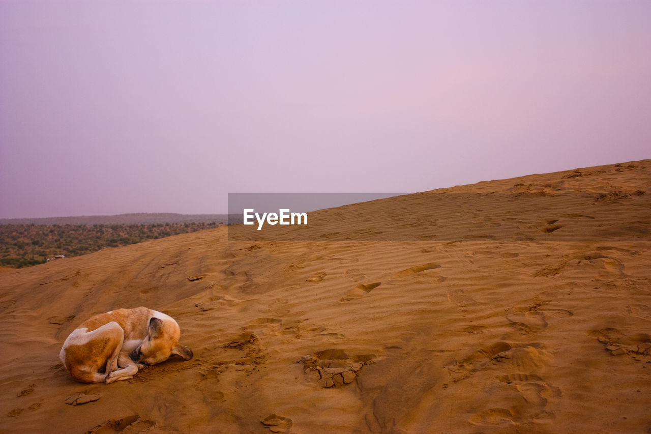 VIEW OF A SHEEP ON DESERT