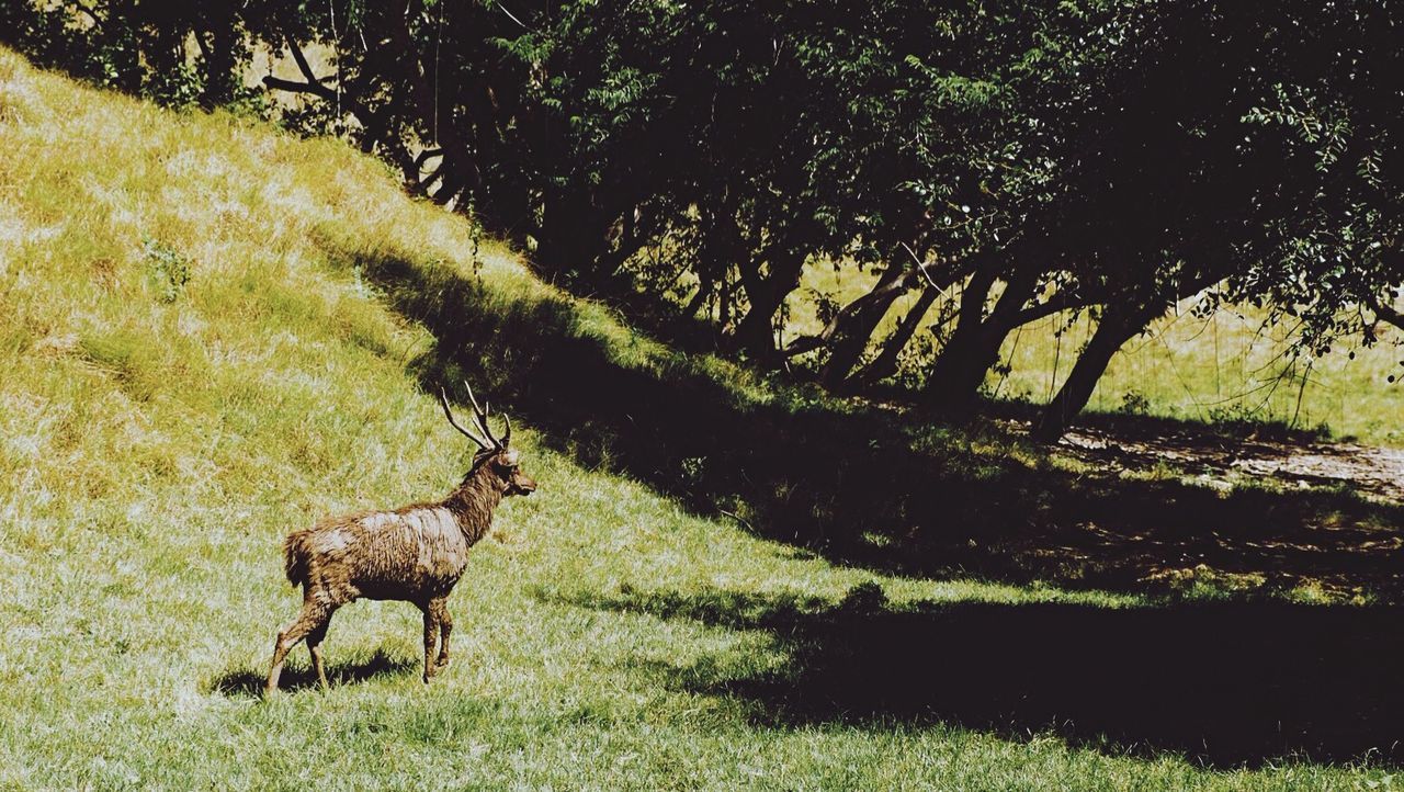 Deer on grassy field in forest