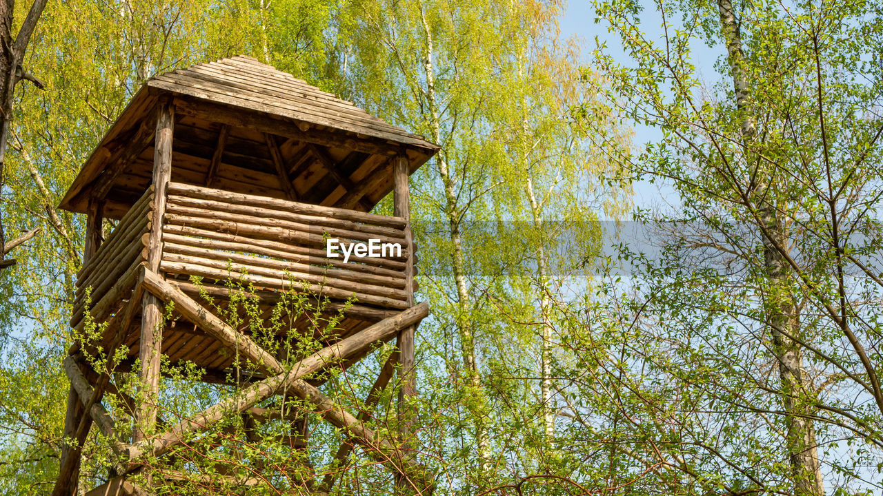 LOW ANGLE VIEW OF BAMBOO TREE IN FOREST AGAINST SKY