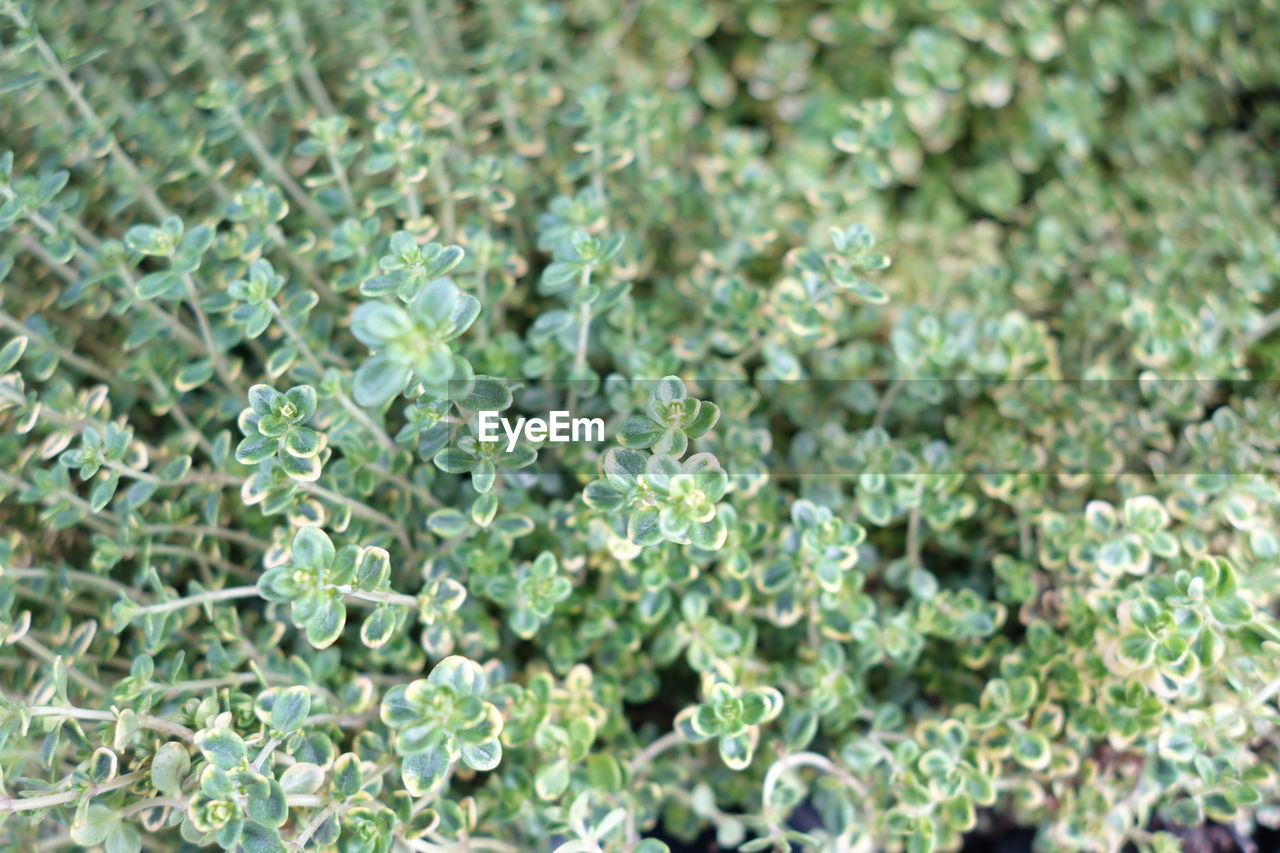 Full frame shot of plants growing on field