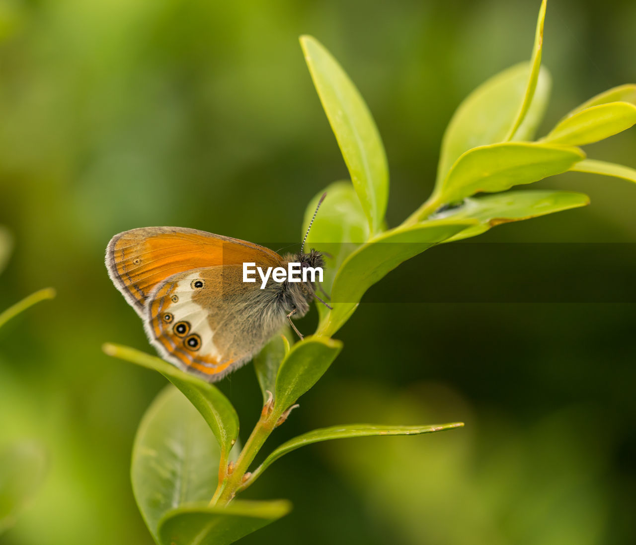 Close-up of butterfly pollinating flower