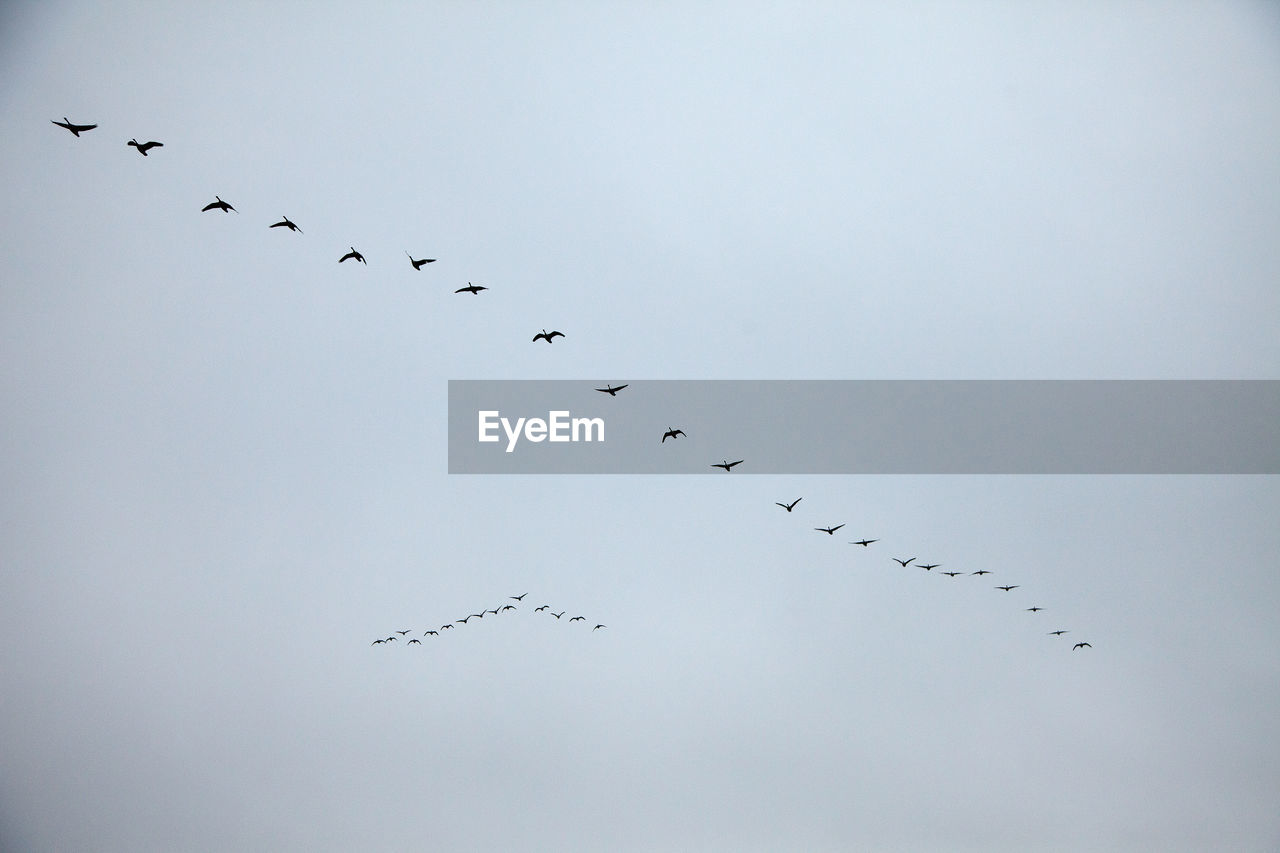 Low angle view of birds flying in the sky