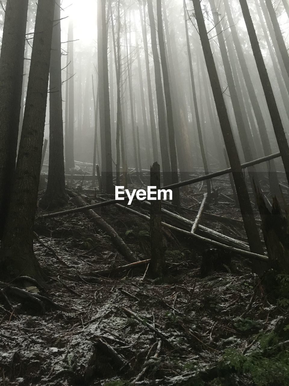 Trees in forest during foggy weather