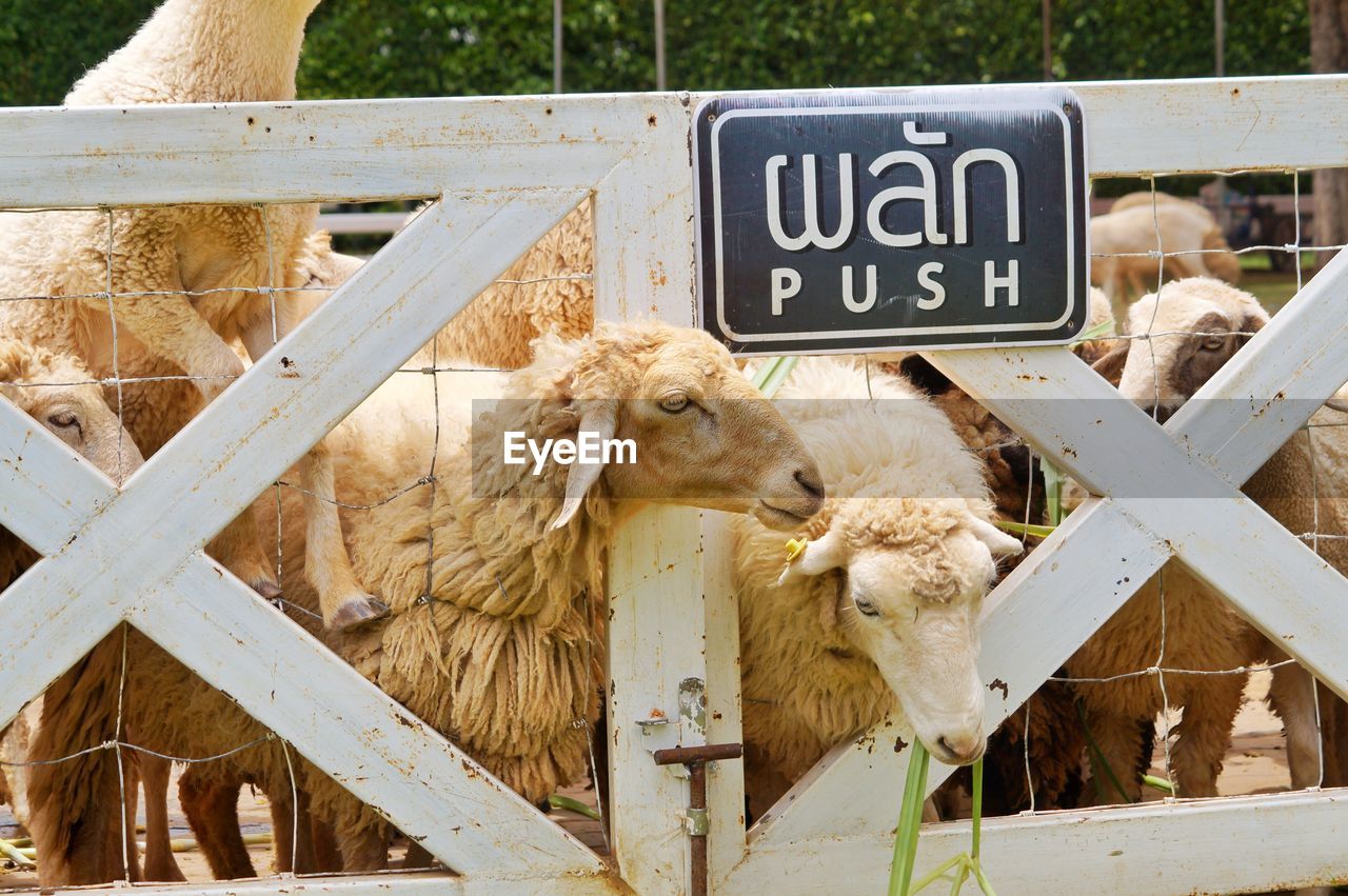 VIEW OF A HORSE ON FENCE