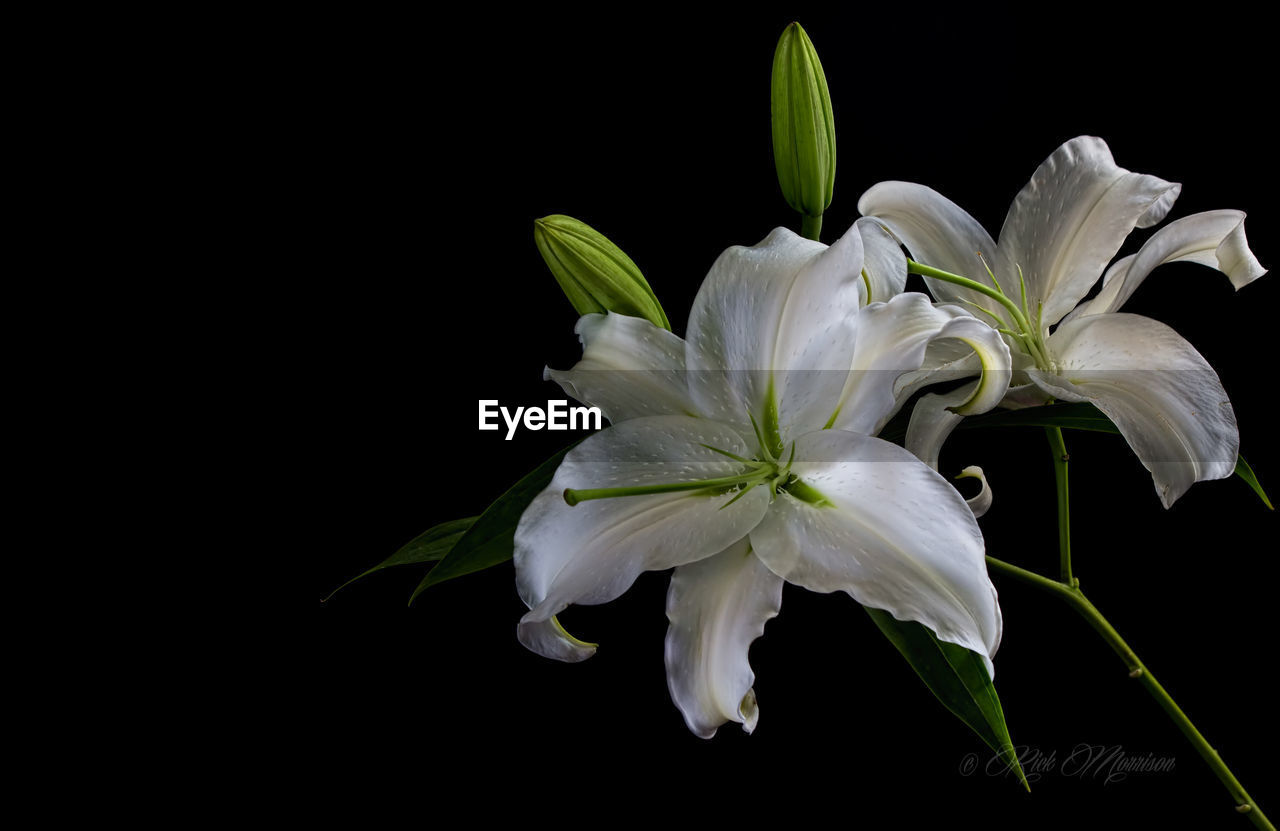 White flower on black