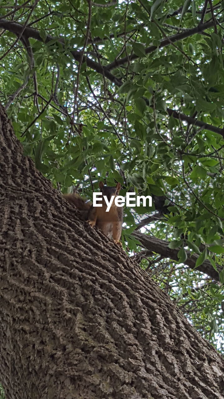 Low angle view of squirrel sitting on tree