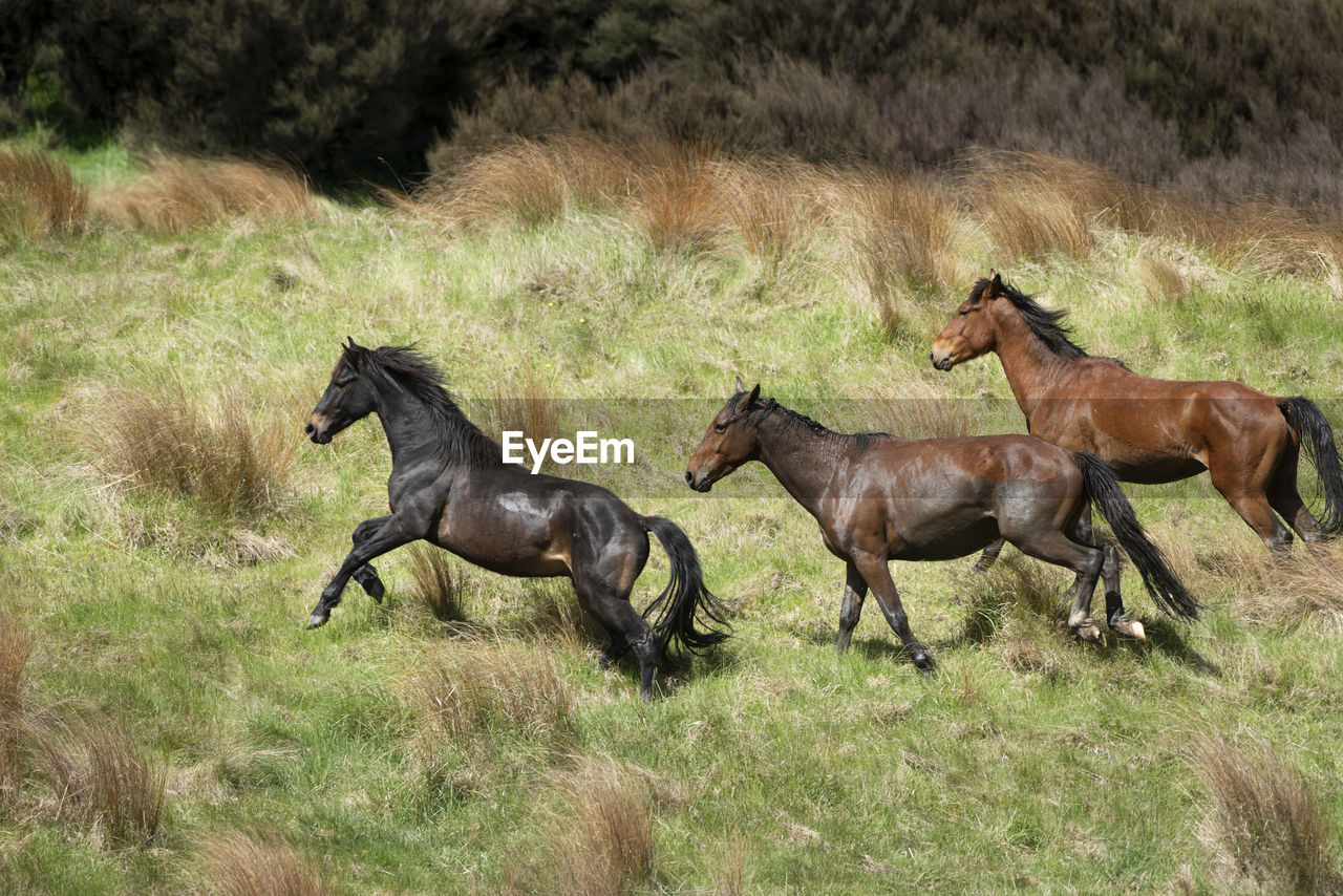 HORSES RUNNING ON FIELD