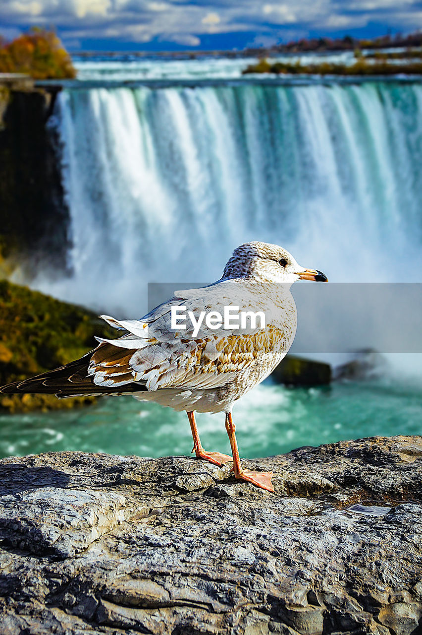 CLOSE-UP OF SEAGULL PERCHING ON SEA AGAINST BLURRED BACKGROUND