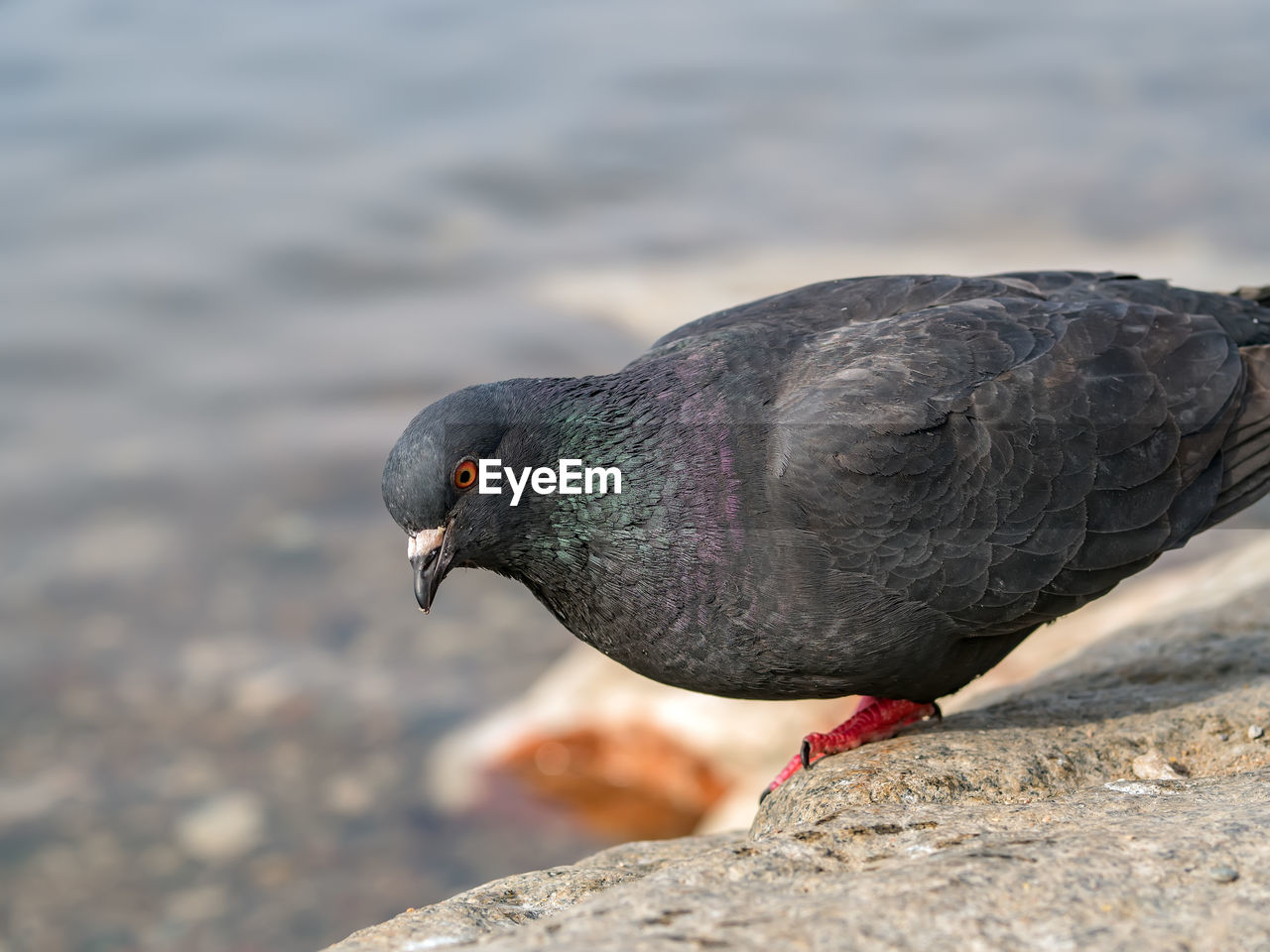 animal themes, animal, animal wildlife, bird, wildlife, one animal, stock dove, beak, close-up, nature, no people, rock, day, pigeons and doves, outdoors, blue, side view, pigeon, focus on foreground, full length