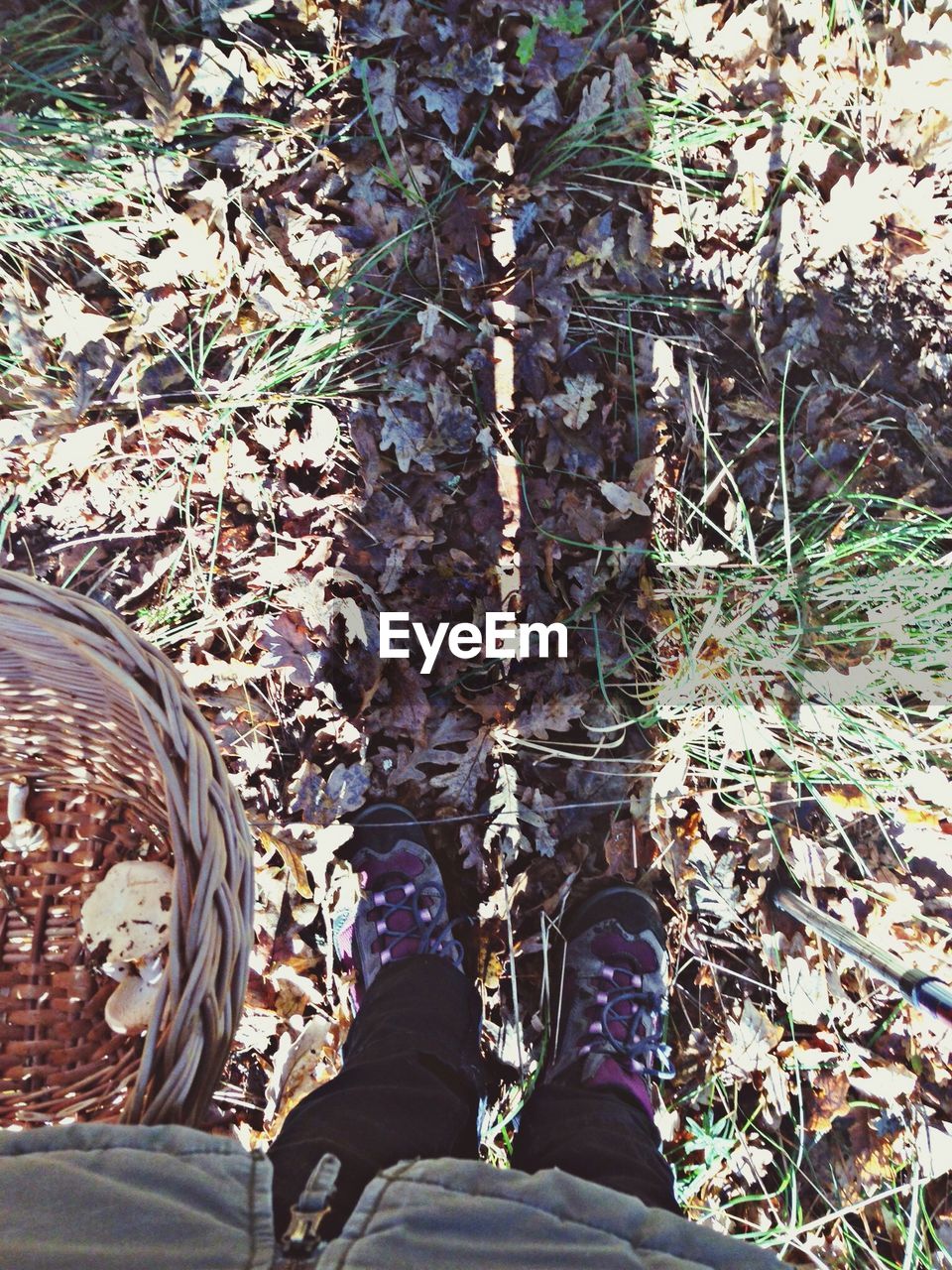 LOW SECTION OF PERSON STANDING ON TREE TRUNK