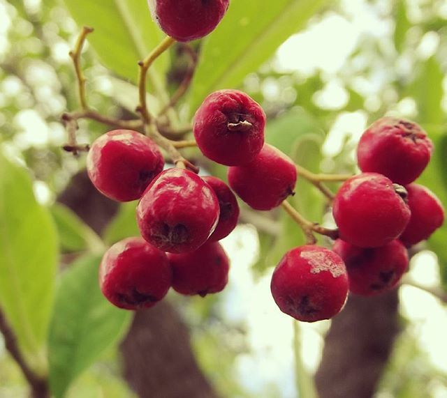 CLOSE-UP OF RED BERRIES ON TREE