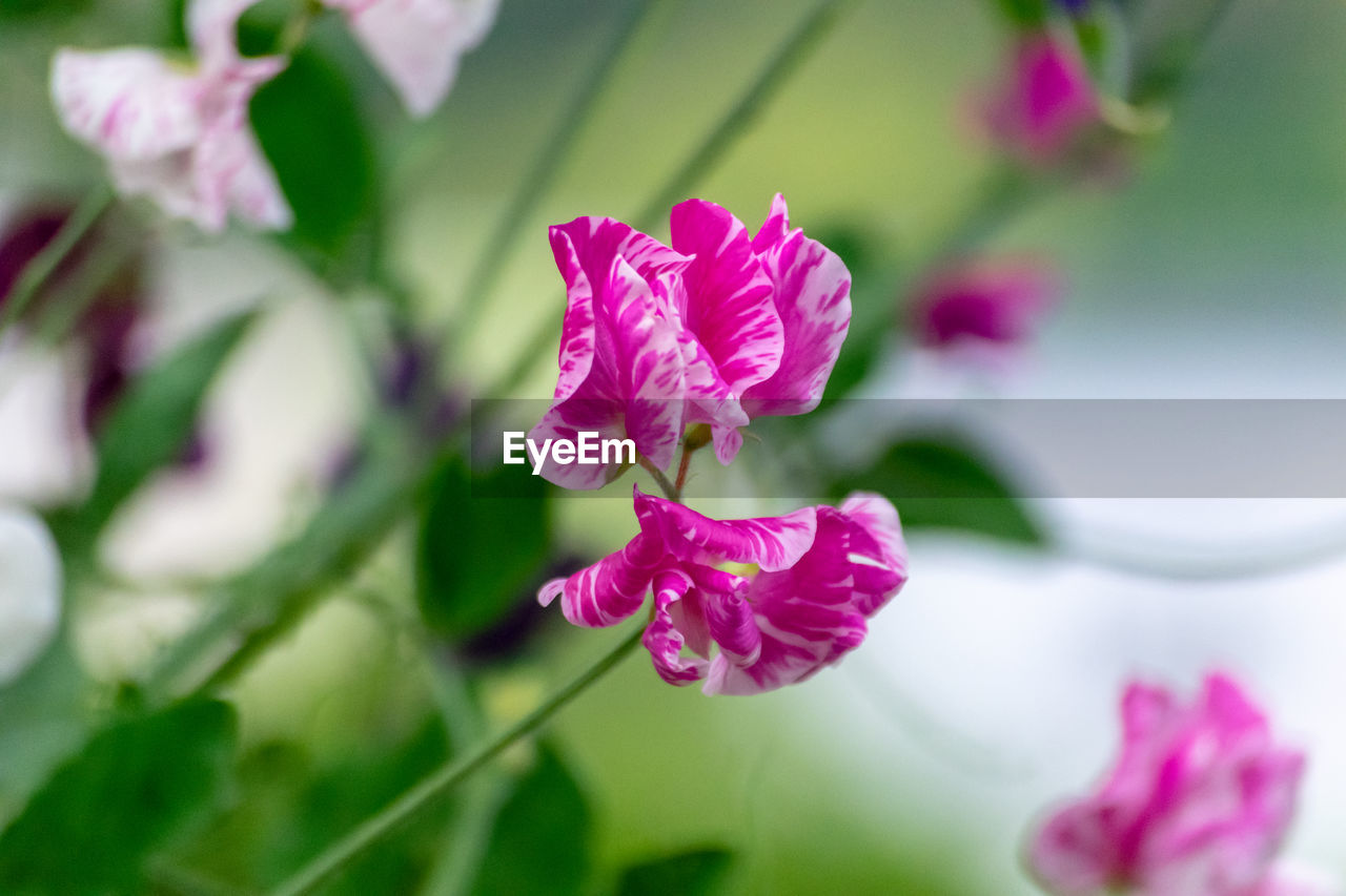 Close-up of pink rose flower