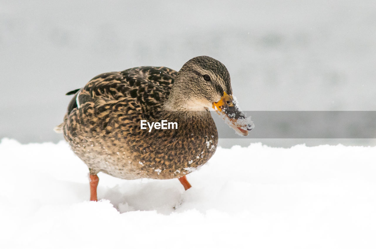 Close-up of duck perching on snow covered field