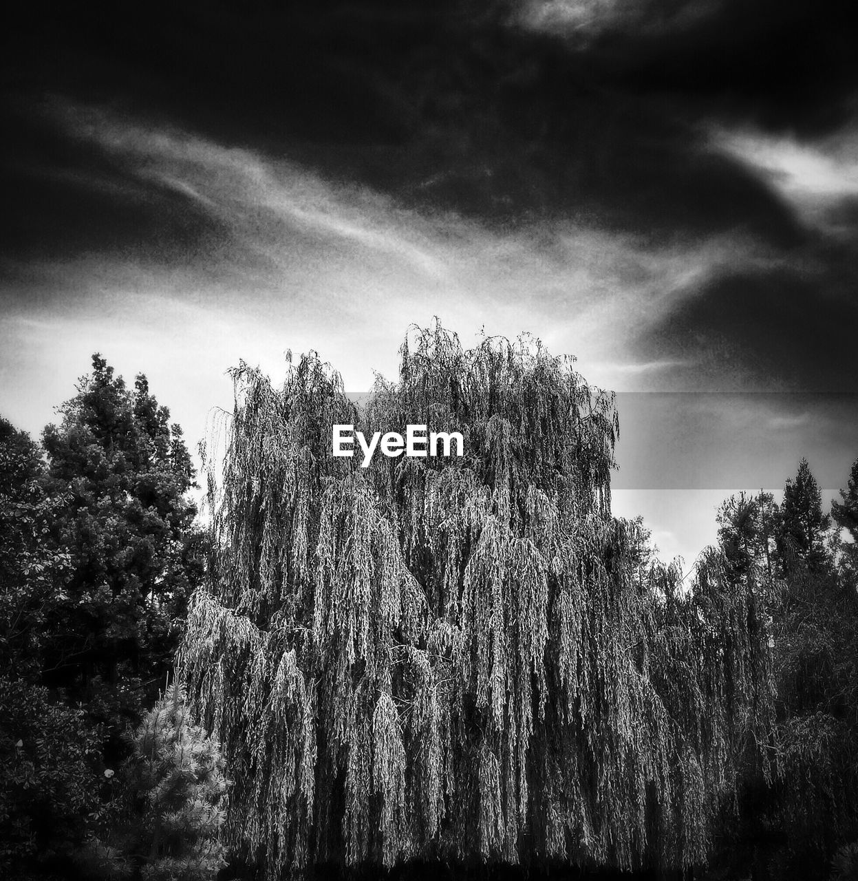 Willow tree in black and white