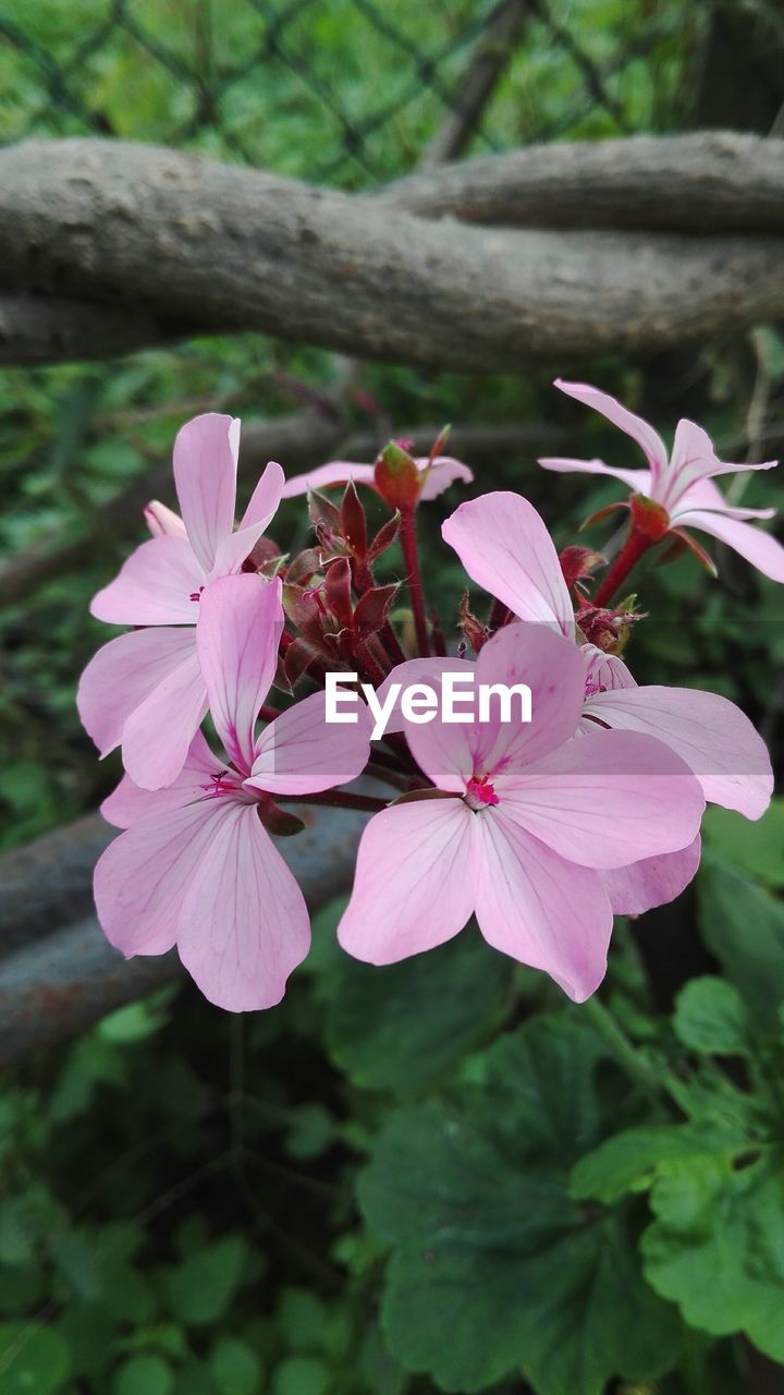 CLOSE-UP OF FRESH PINK FLOWER