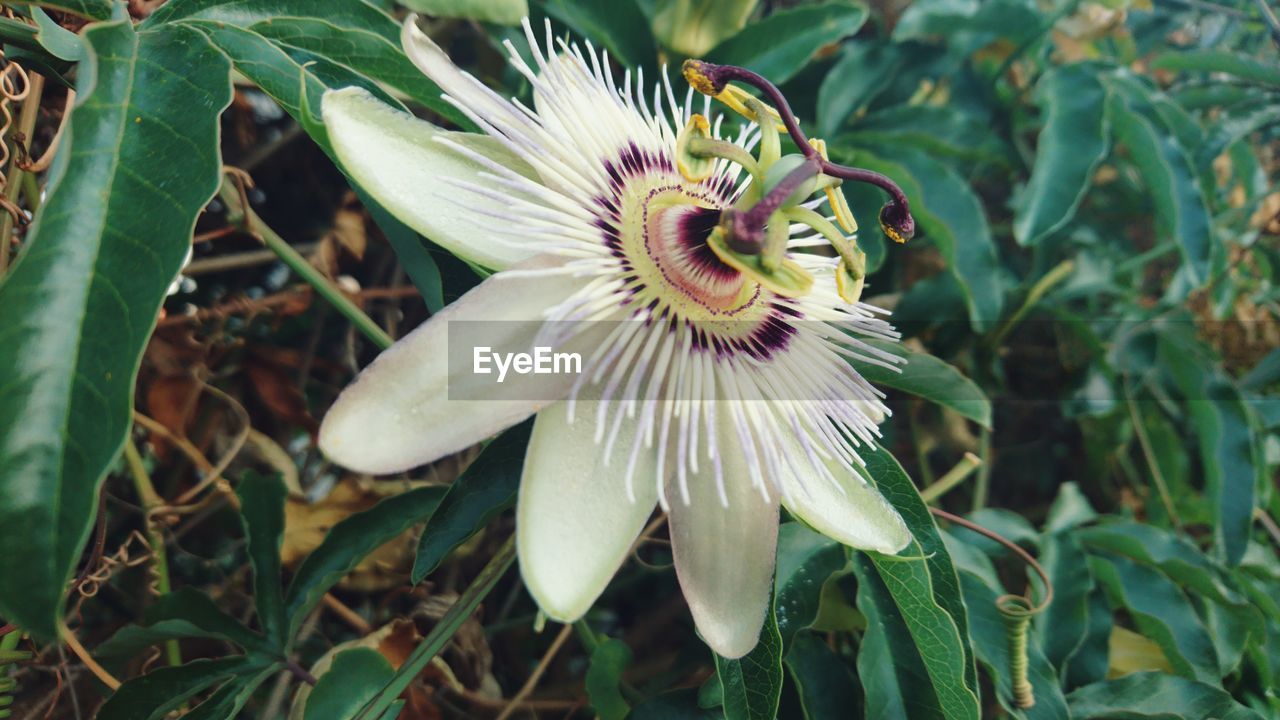 CLOSE-UP OF PASSION FLOWER