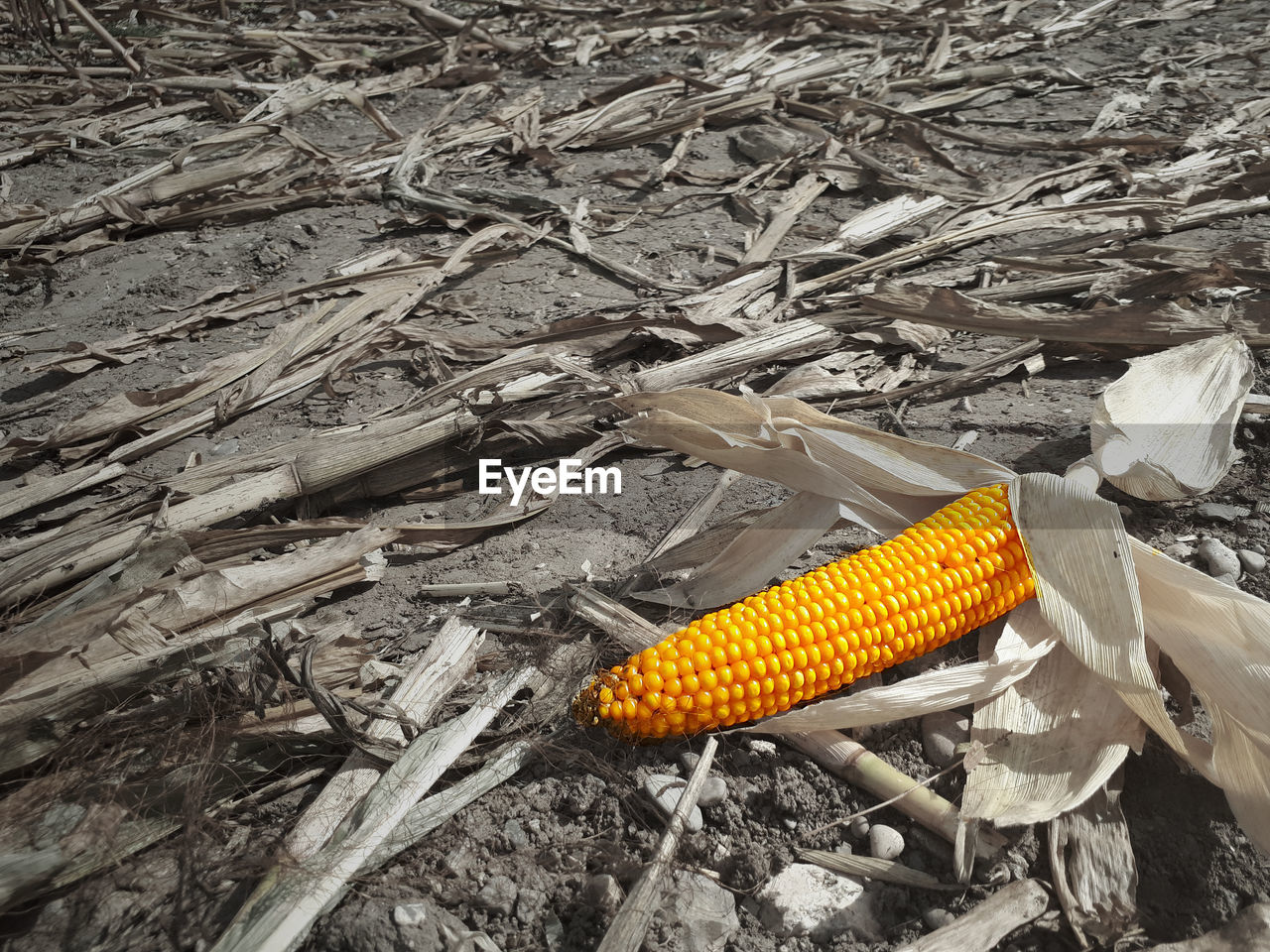 HIGH ANGLE VIEW OF YELLOW CHILI PEPPER ON FIELD