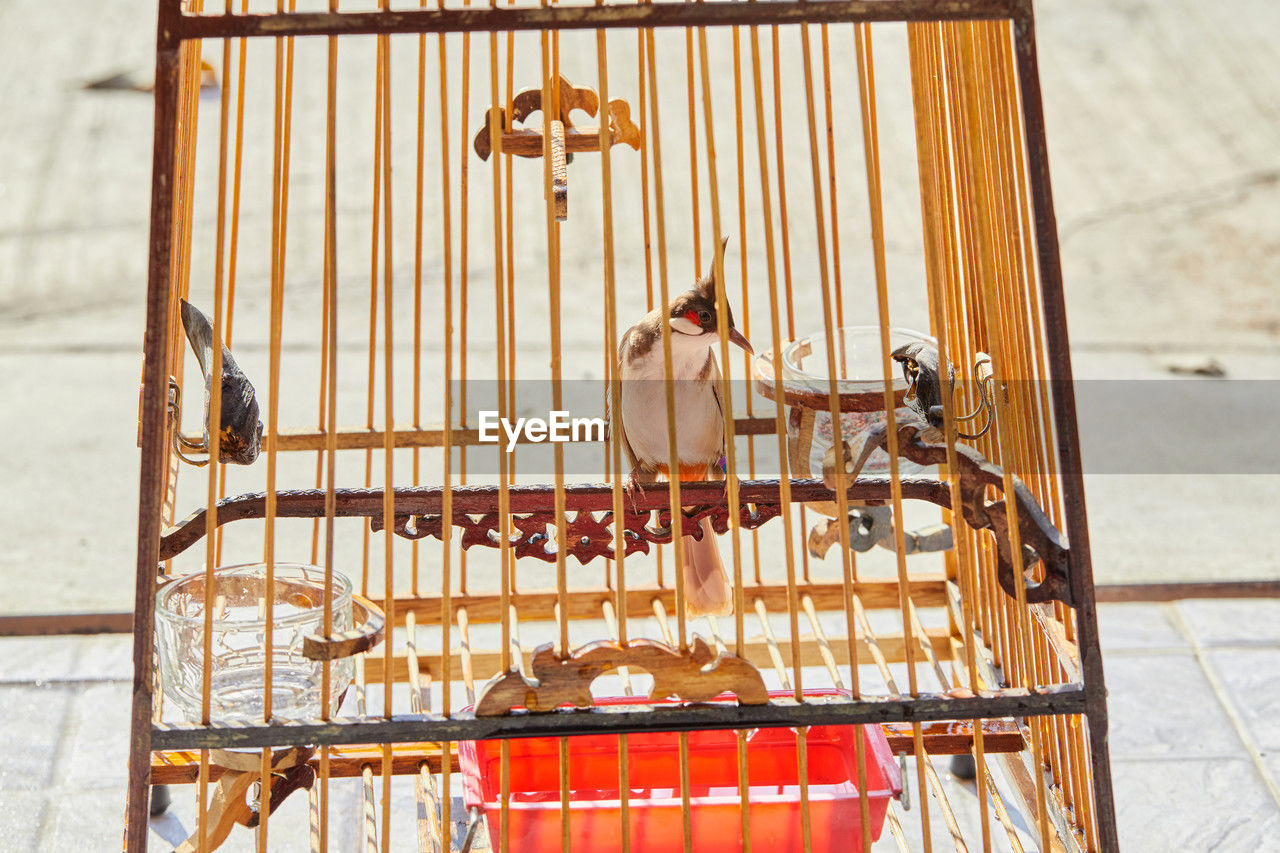 Red-whiskered bulbul in birdcage