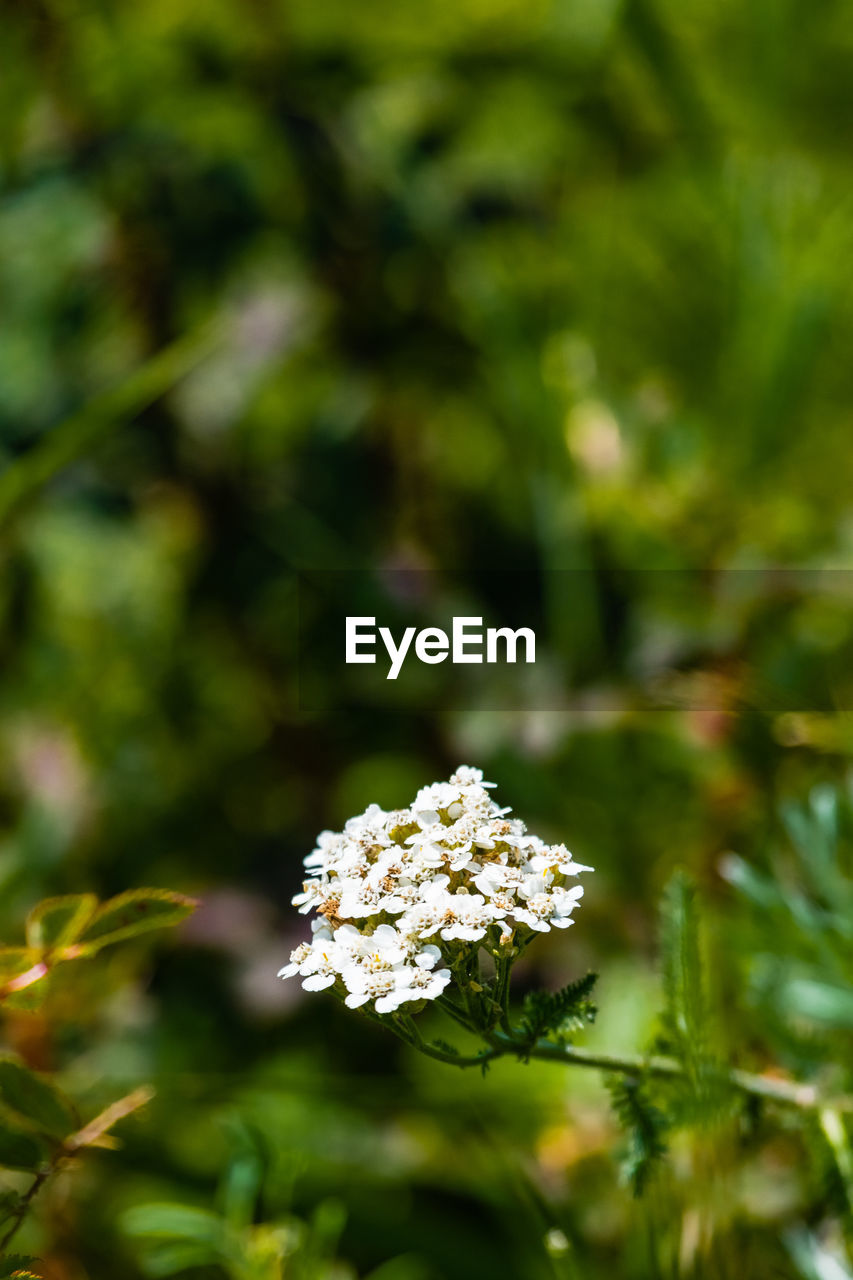 Close-up of white flowers