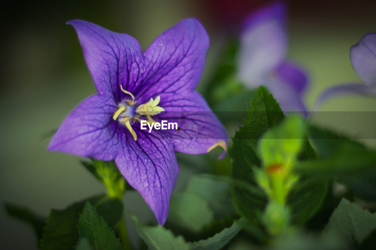 CLOSE-UP OF PURPLE FLOWER