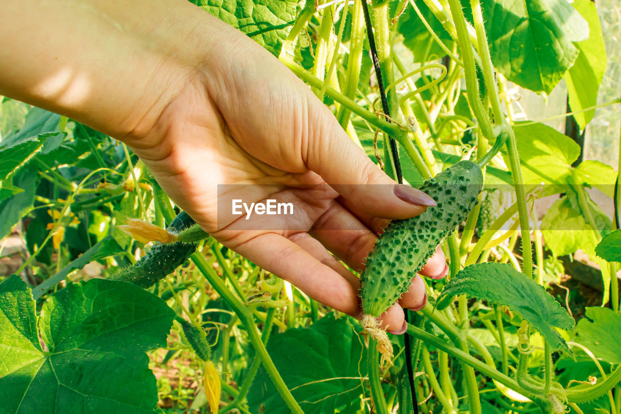 cropped hand of person holding lizard