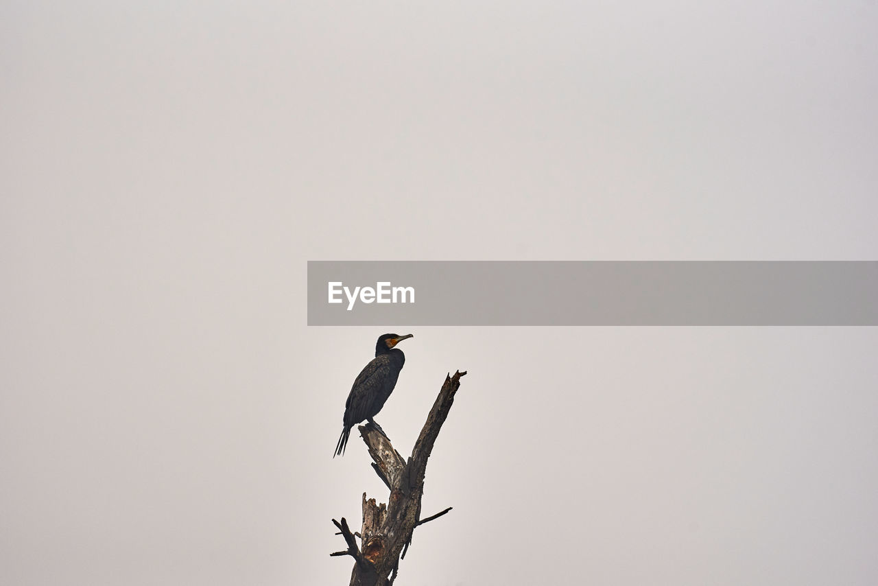 Low angle view of a cormorant perching on a tree