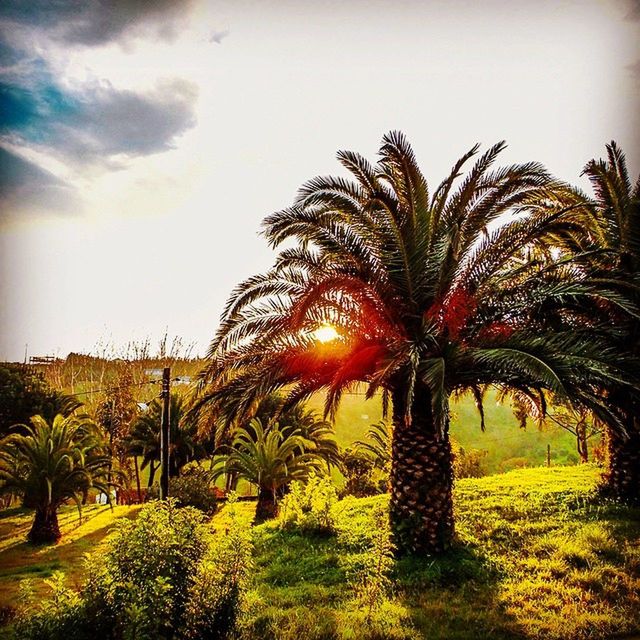 SCENIC VIEW OF PALM TREES