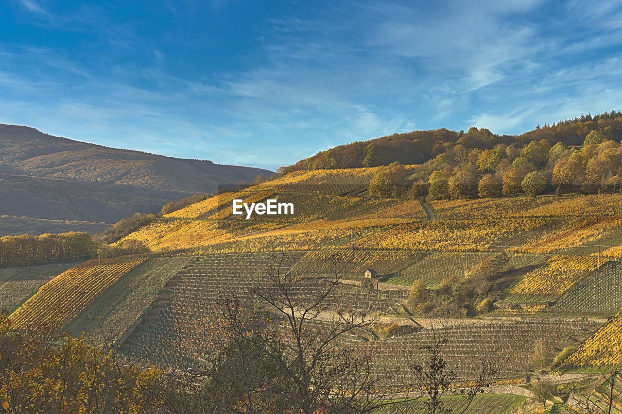 Aerial view of agricultural field against sky