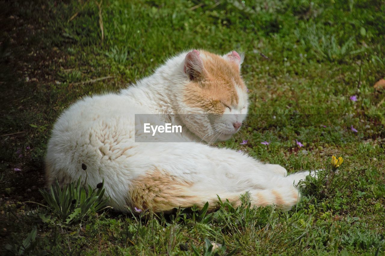 CAT RELAXING ON GRASS