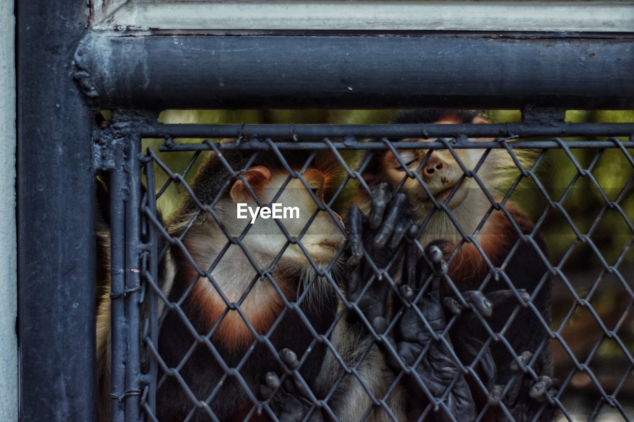 CLOSE-UP OF MONKEYS IN CAGE