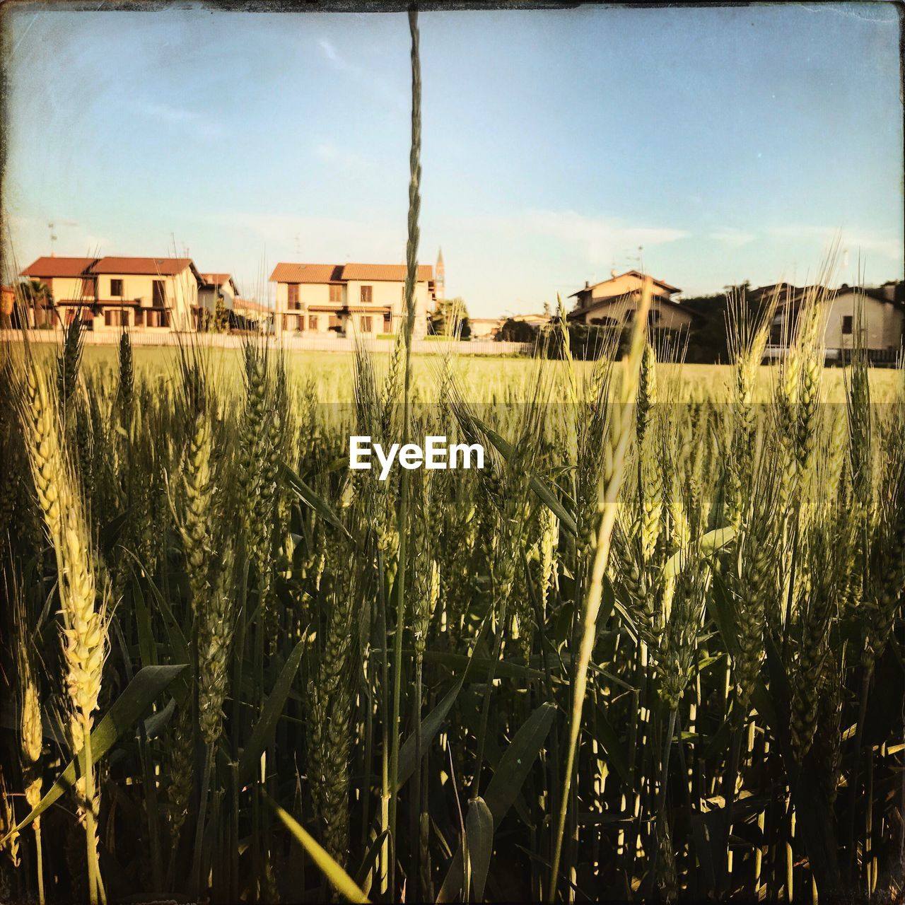 CLOSE-UP OF CROPS GROWING IN FARM