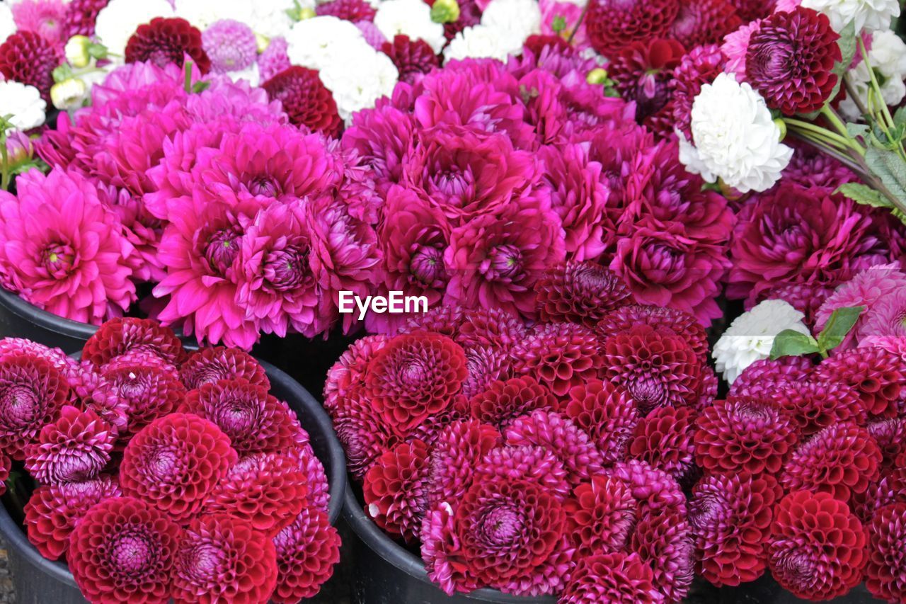 Full frame shot of pink flowers