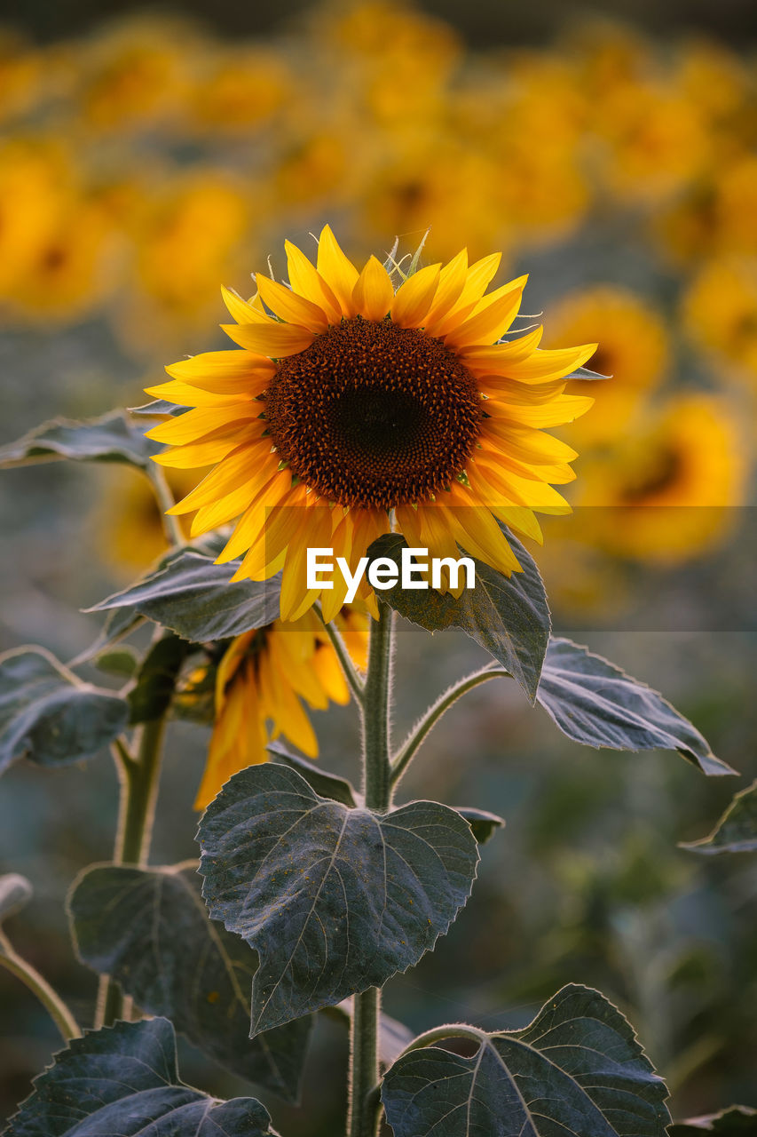 CLOSE-UP OF SUNFLOWER AGAINST YELLOW FLOWERING PLANT