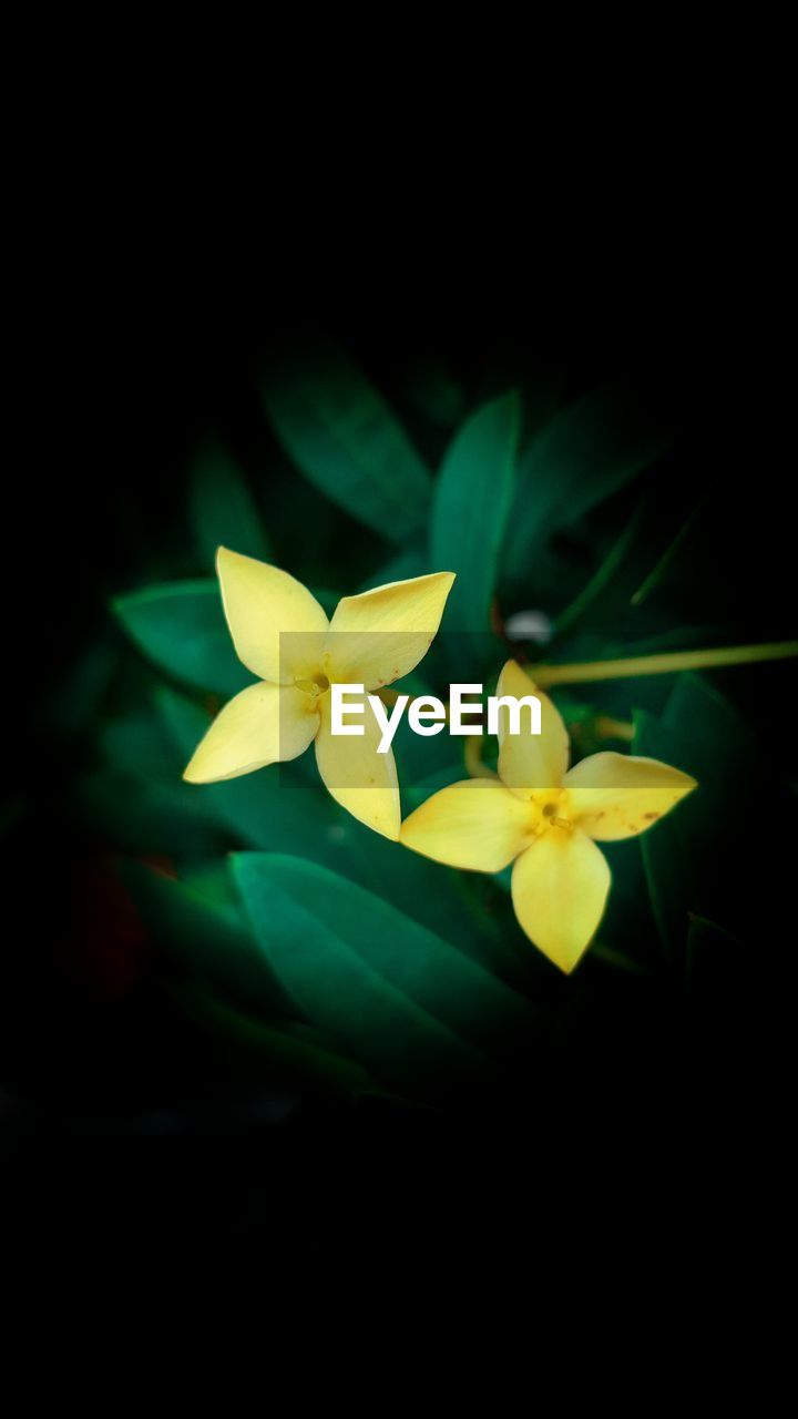 CLOSE-UP OF FRANGIPANI BLOOMING OUTDOORS AGAINST BLACK BACKGROUND