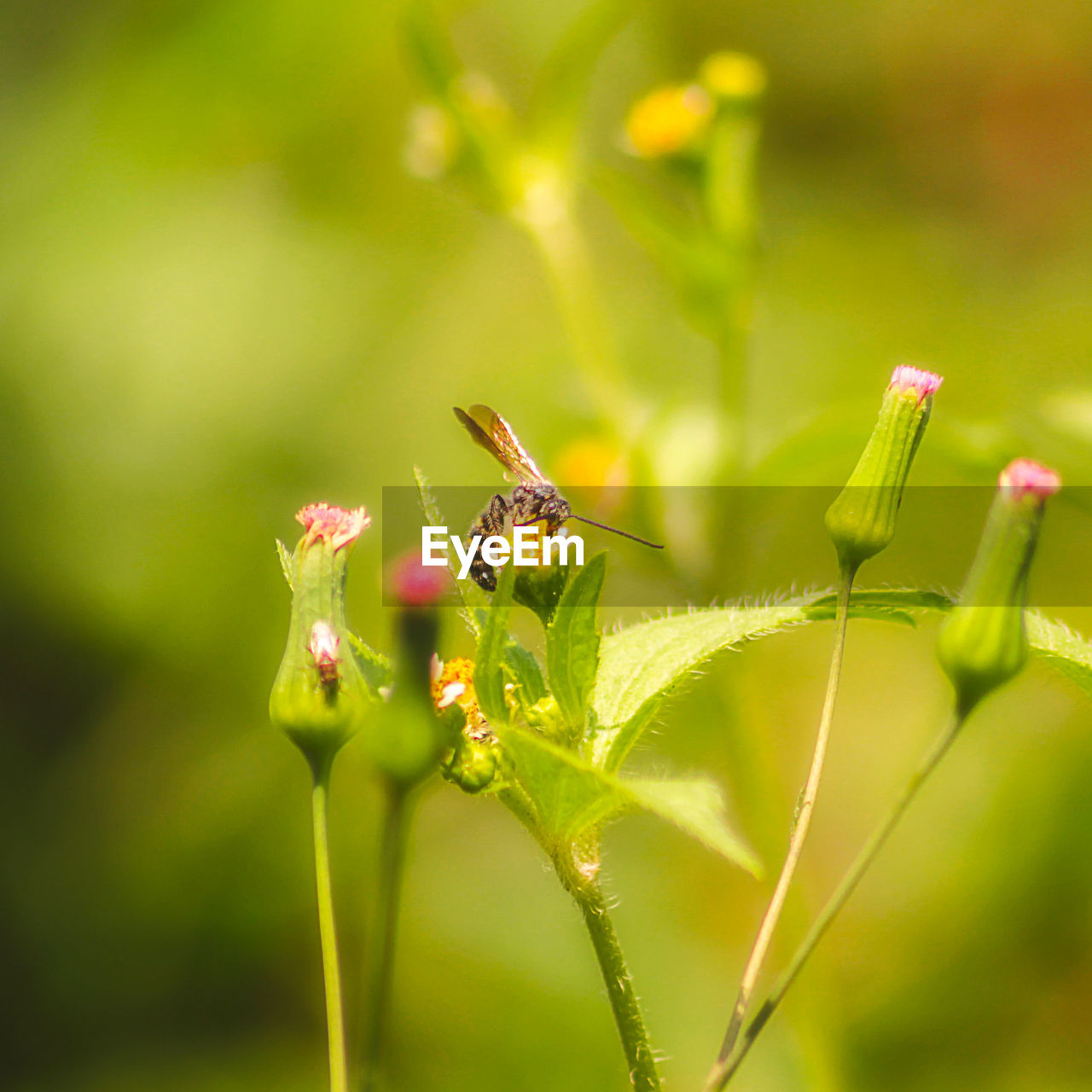 CLOSE-UP OF INSECT POLLINATING ON A PLANT