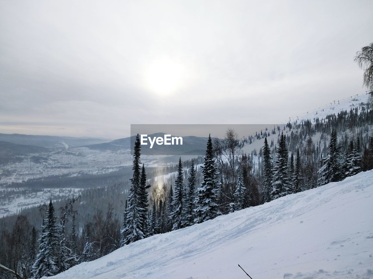 SNOW COVERED TREES AGAINST SKY