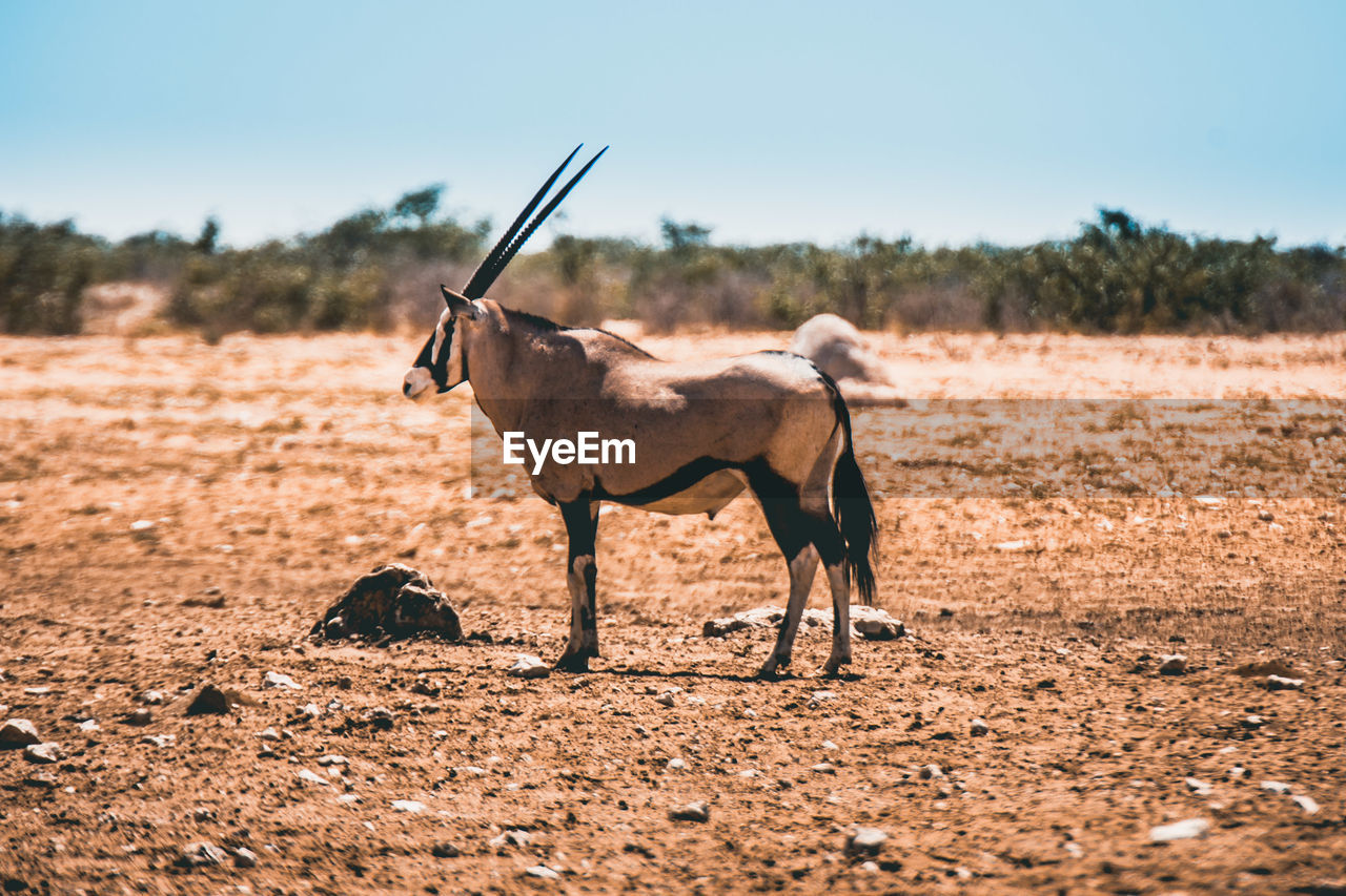 Donkey standing on field