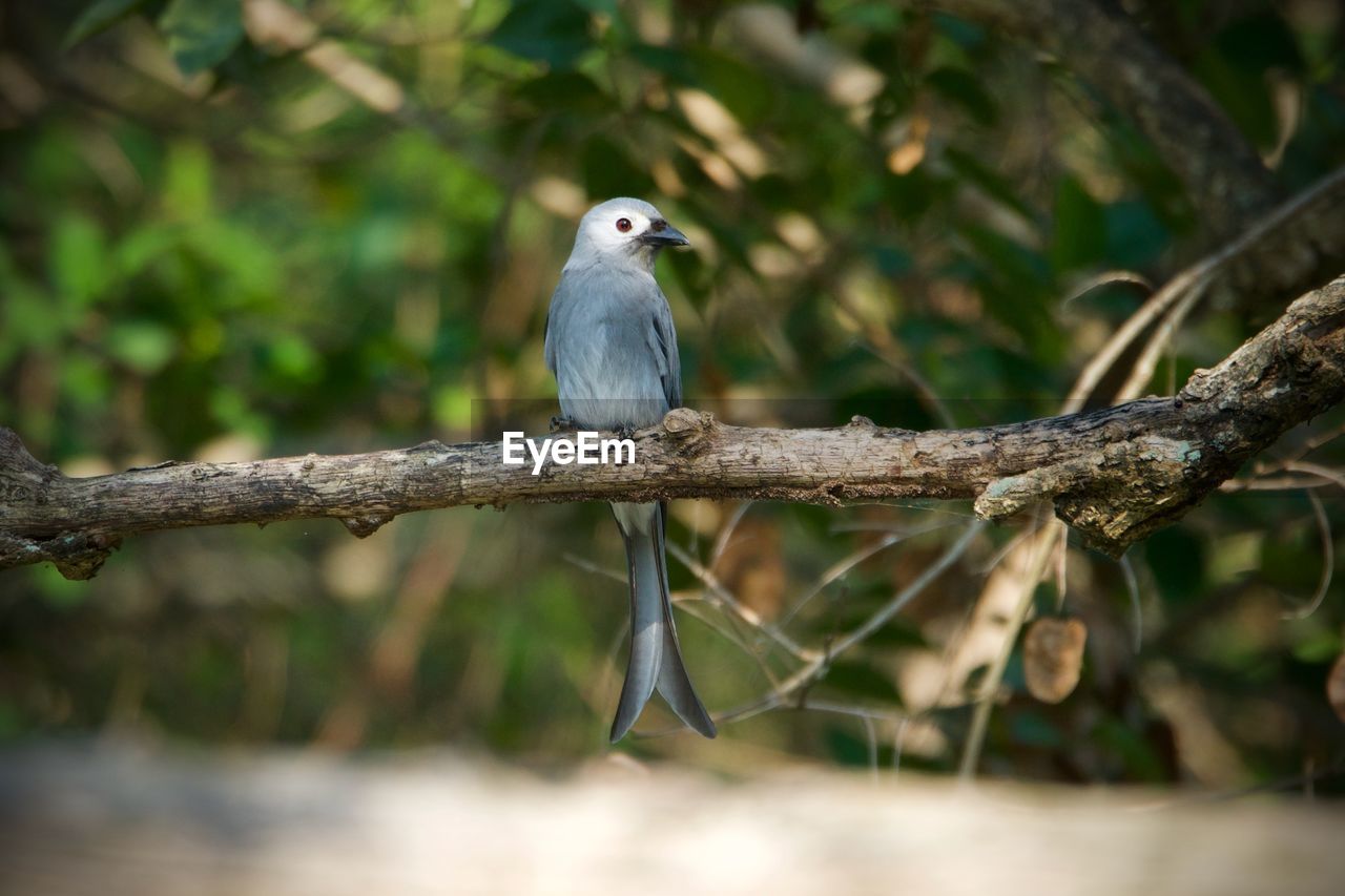 Ashy drongo perching