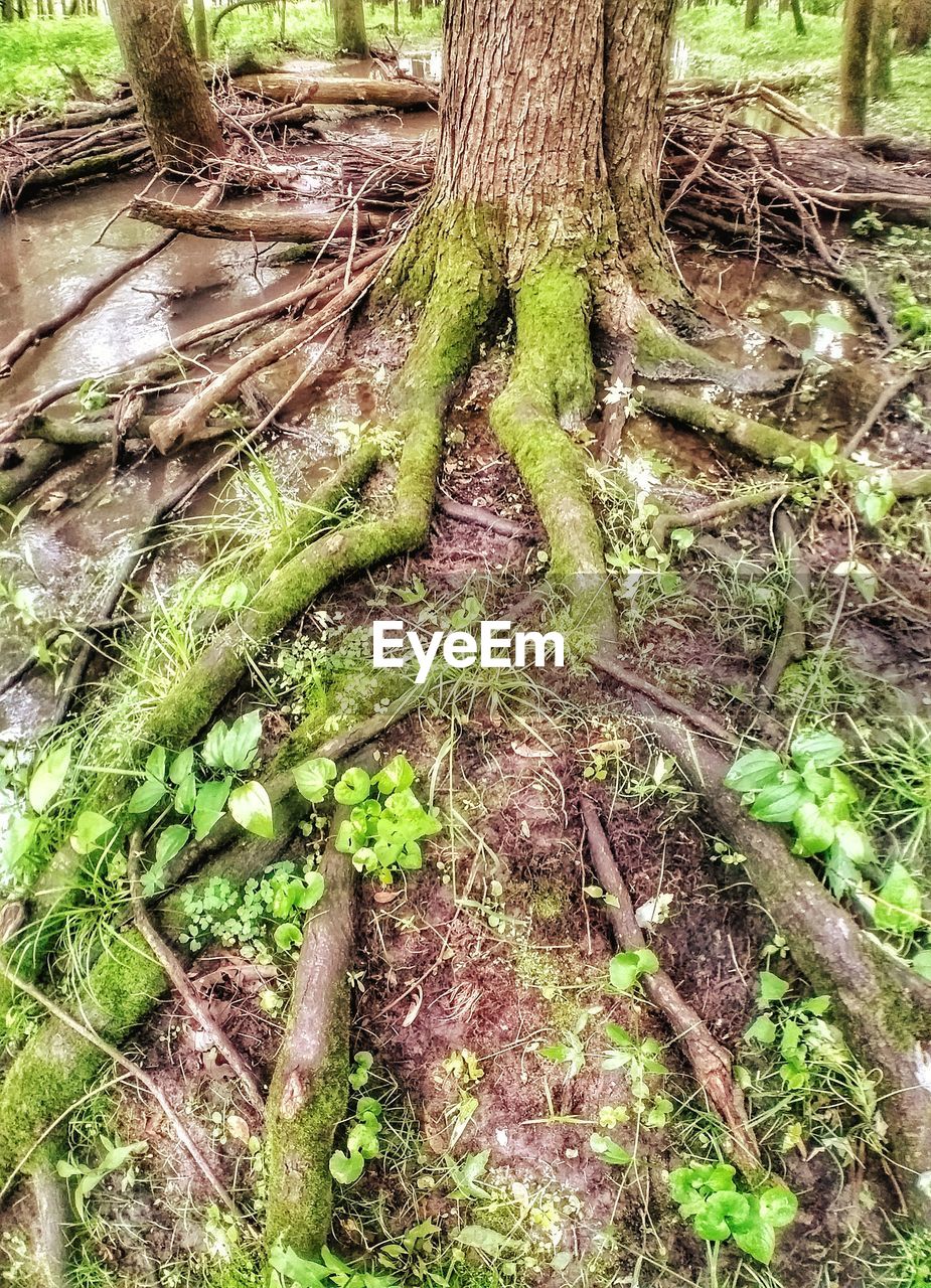 HIGH ANGLE VIEW OF TREE ROOTS ON FIELD