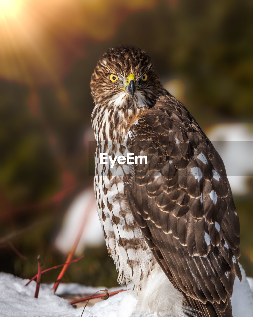 CLOSE-UP PORTRAIT OF OWL PERCHING ON LEAF