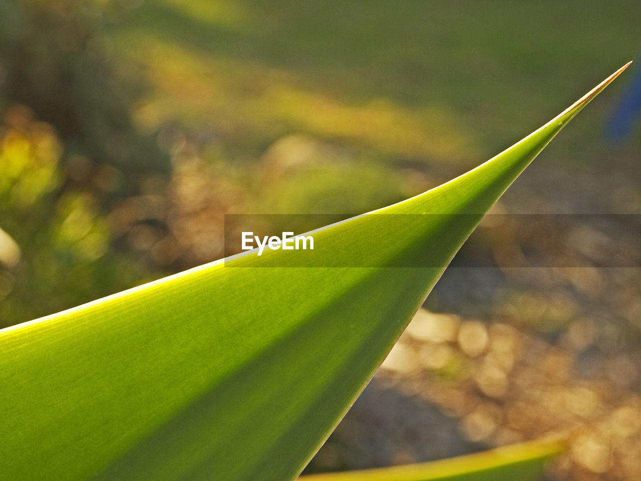 Close-up of leaves on plant