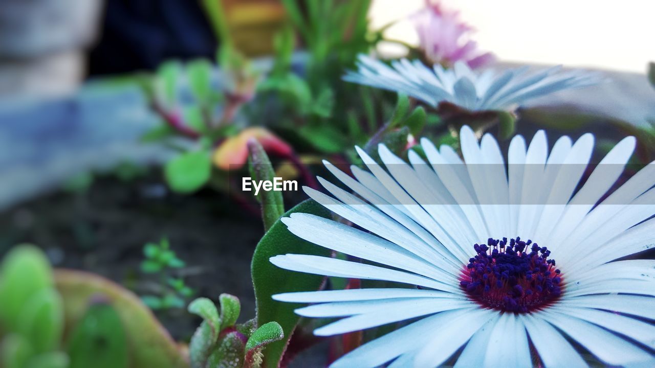Close-up of purple flower