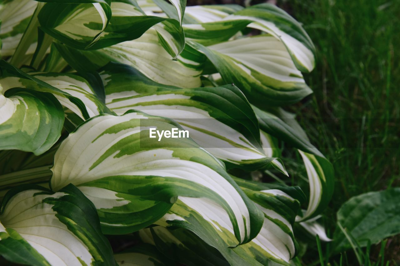 HIGH ANGLE VIEW OF WHITE ROSE PLANT