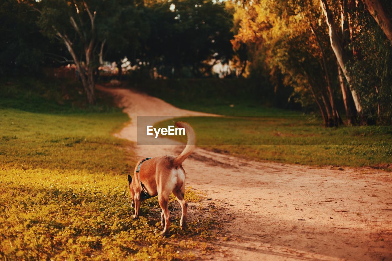 dog running on field against sky