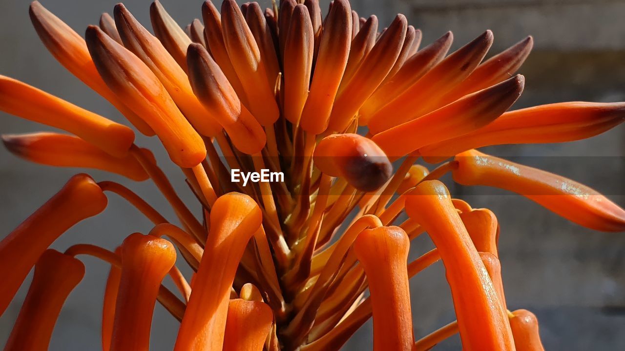 Close-up of orange flower