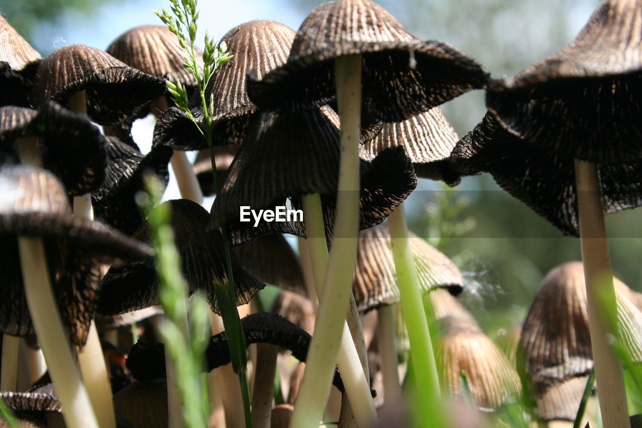 Close-up of mushrooms